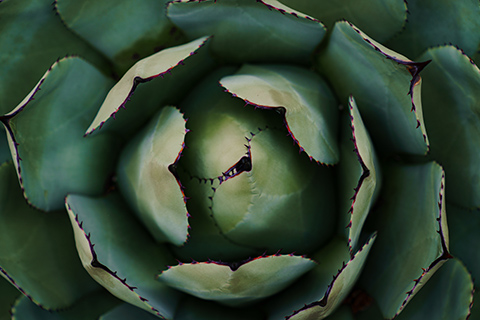 detail of a green succulent